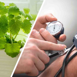 Les plantes anti-hypertension