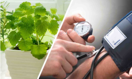 Les plantes anti-hypertension