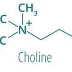 La choline : le micronutriment ignoré.