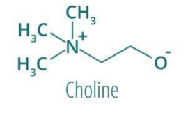 La choline : le micronutriment ignoré.