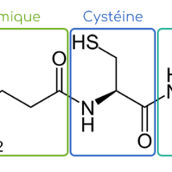 Le glutathion : l’antioxydant le plus puissant du corps