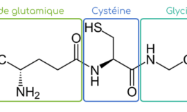 Le glutathion : l’antioxydant le plus puissant du corps