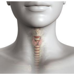 L’hypothyroïdie causes et traitements naturels