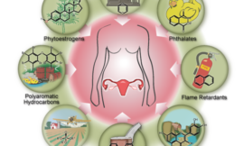 Les perturbateurs endocriniens : Un risque majeur pour la santé publique